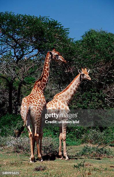 Giraffe, Giraffa camelopardalis, South Africa, Kruger National Park