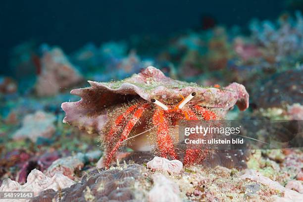 Red Hermit Crab, Diogenidae, North Ari Atoll, Maldives