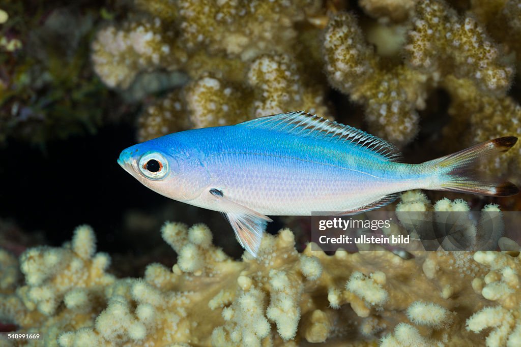 Lunar Fusilier, Caesio lunaris, Marsa Alam, Red Sea, Egypt