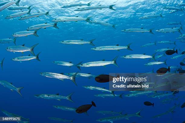 Group of Blackfin Barradudas, Sphyraena qenie, Blue Corner, Micronesia, Palau