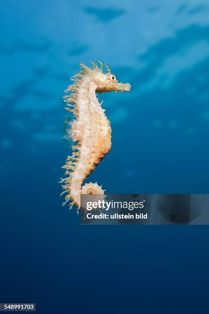 Brown Longsnouted Seahorse, Hippocampus ramulosus, Tamariu, Costa Brava, Mediterranean Sea, Spain