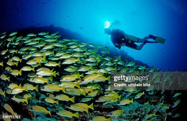 Schooling Bluestripe Snappers and Diver, Lutjanus kasmira, Maldives, Indian Ocean, Meemu Atoll