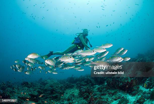 Diver and Glowspot Emperor, Gnathodentex aurolineatus, Medhu Faru Reef, South Male Atoll, Maldives