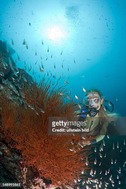 Black Coral and Diver, Antipathes dichotoma, Maya Thila, North Ari Atoll, Maldives