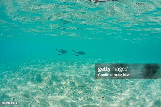Spotted Pompanos in shallow Lagoon, Trachinotus bailloni, Marshall Islands, Bikini Atoll, Micronesia, Pacific Ocean