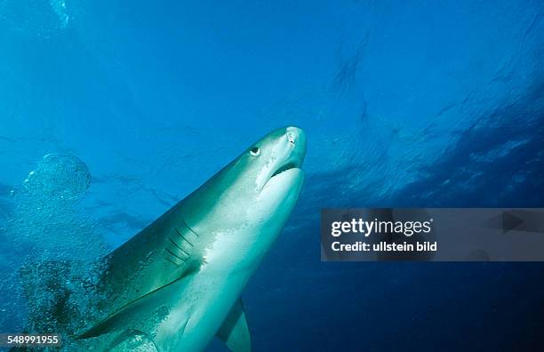 Tiger Shark, Galeocerdo cuvier, Bahamas, Grand Bahama Island, Atlantic Ocean