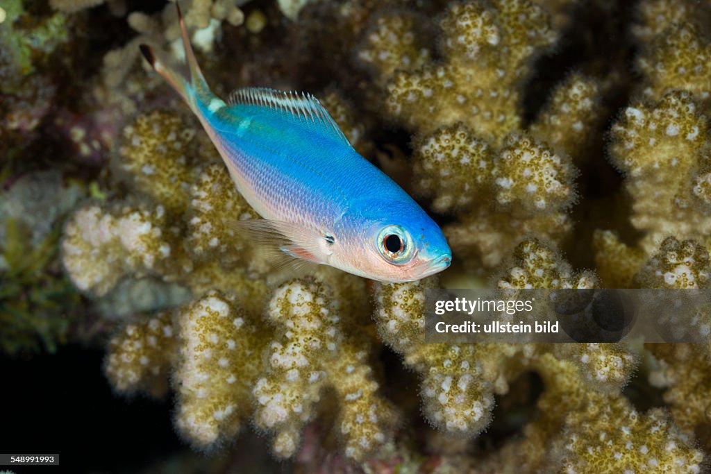 Lunar Fusilier, Caesio lunaris, Marsa Alam, Red Sea, Egypt