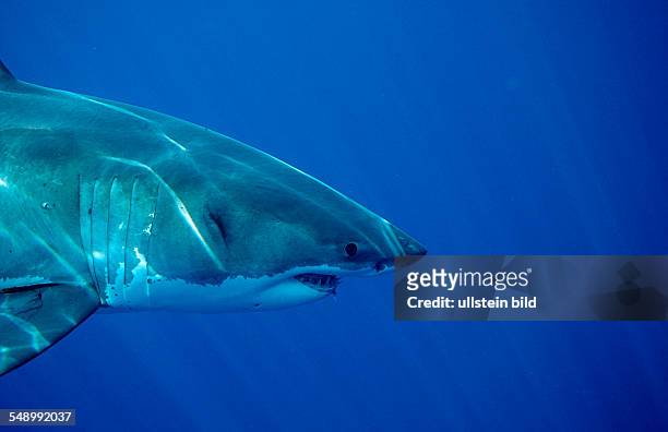 Great White Shark, Carcharodon carcharias, Australia, Dangerous Reef, Neptune Island