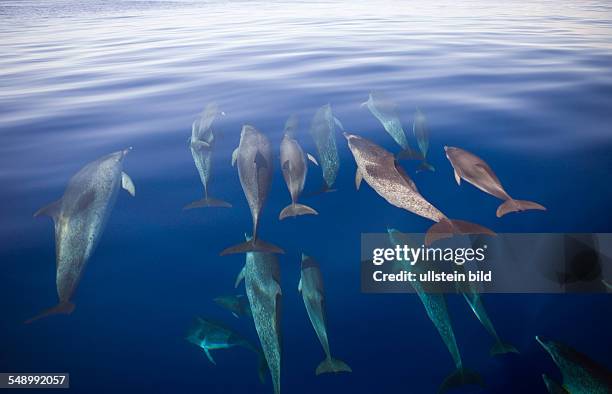 Atlantic Spotted Dolphins, Stenella frontalis, Azores, Atlantic Ocean, Portugal