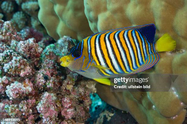 Regal Angelfish, Pygoplites diacanthus, Turtle Cove, Micronesia, Palau