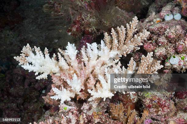 Bleached Branching Coral, Acropora sp., South Male Atoll, Maldives