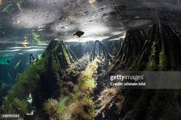 Mangroves Area in Jellyfish Lake, Jellyfish Lake, Micronesia, Palau