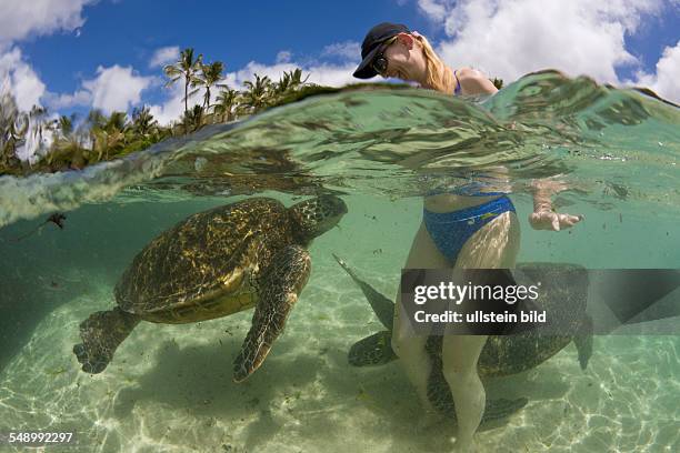 Green Turtles and Tourist, Chelonia mydas, Oahu, Pacific Ocean, Hawaii, USA