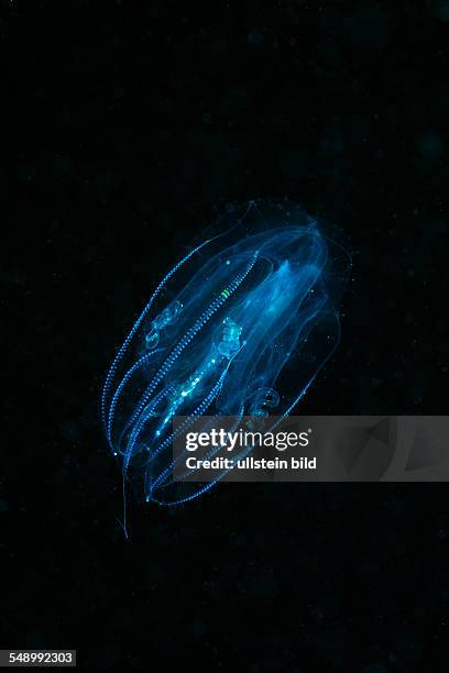 Comb Jellyfish, Tentaculata, Marsa Alam, Red Sea, Egypt