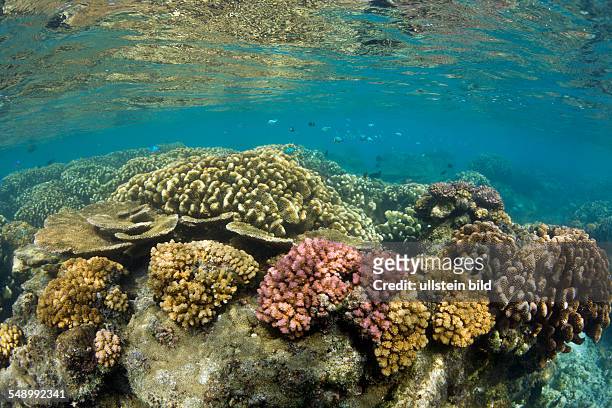 Pristine Corals in Bikini Lagoon, Marshall Islands, Bikini Atoll, Micronesia, Pacific Ocean