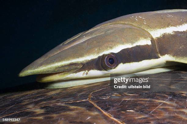 Sharksucker on Turtle, Echeneis naucrates, Marsa Alam, Red Sea, Egypt