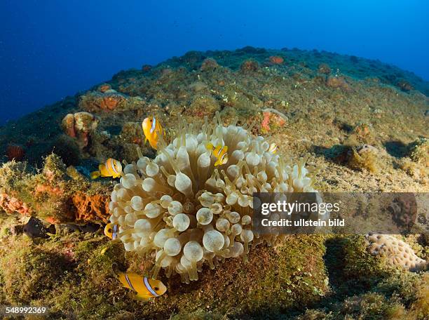 Endemic Anemonefishes at bottom up laying USS Arkansas Battleship, Marshall Islands, Bikini Atoll, Micronesia, Pacific Ocean