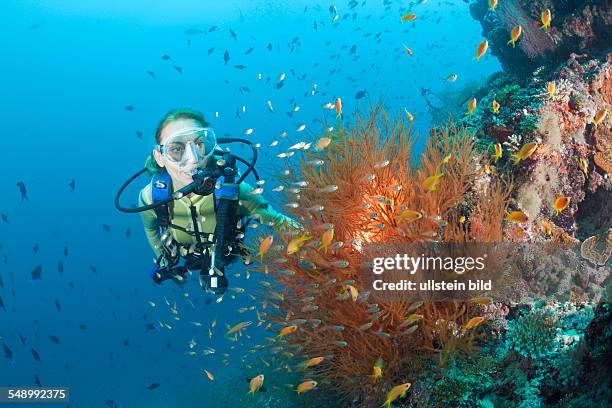 Black Coral and Diver, Antipathes dichotoma, Maya Thila, North Ari Atoll, Maldives