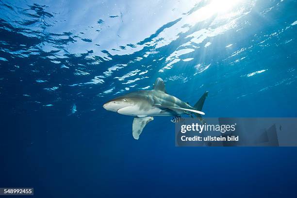 Oceanic Whitetip Shark, Carcharhinus longimanus, Brother Islands, Red Sea, Egypt