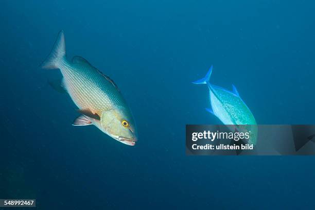 Red Reef Snapper and Bluefin Trevally, Lutjanus bohar, Caranx melampygus, Himendhoo Thila, North Ari Atoll, Maldives