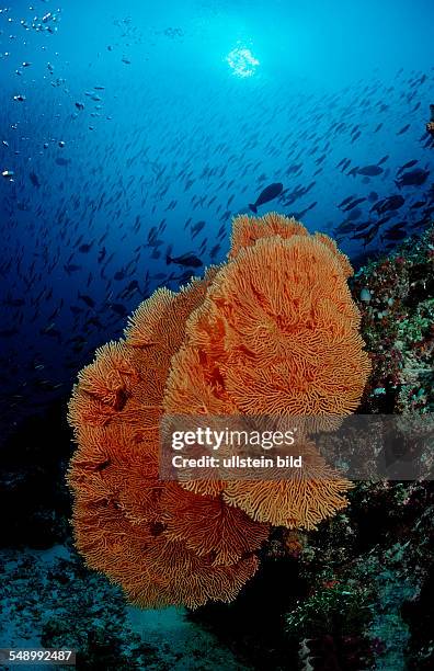 Giant Sea Fan, Subergorgia sp., Maldives, Indian Ocean, Meemu Atoll