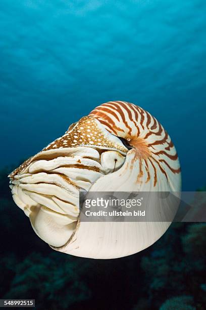 Nautilus, Nautilus pompilius, Great Barrier Reef, Australia