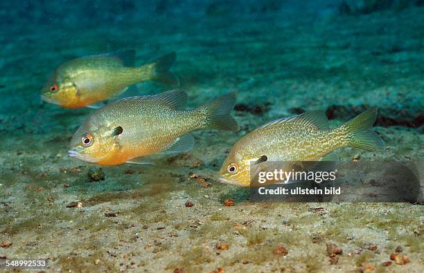 Redbreast Sunfish, Lepomis auritus, USA, Florida, FL