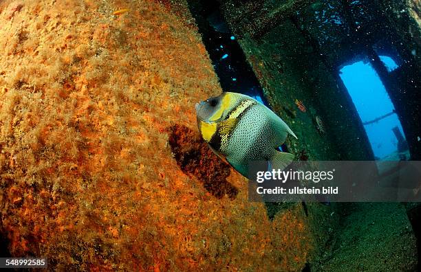 Cortez angelfish in ship wreck, Pomacanthus zonipectus, Mexico, Sea of Cortez, Baja California, La Paz