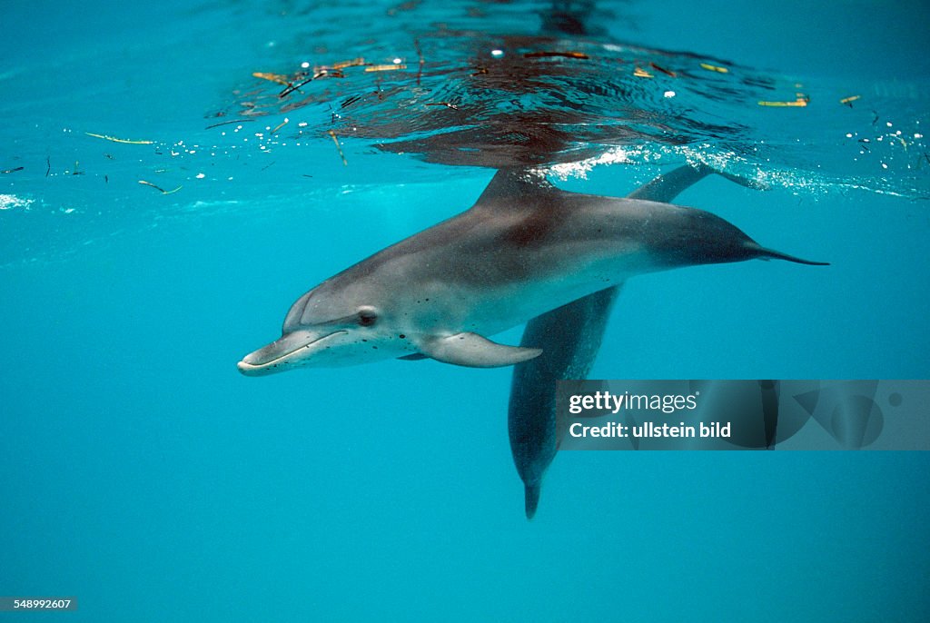 Atlantic spotted dolphin, Stenella frontalis, Bahamas, Atlantic Ocean