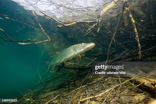 Northern Pike, Esox lucius, Germany, Echinger Weiher Lake, Munich, Bavaria