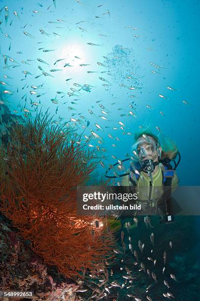 Diver and Black Coral, Antipathes dichotoma, Maya Thila, North Ari Atoll, Maldives