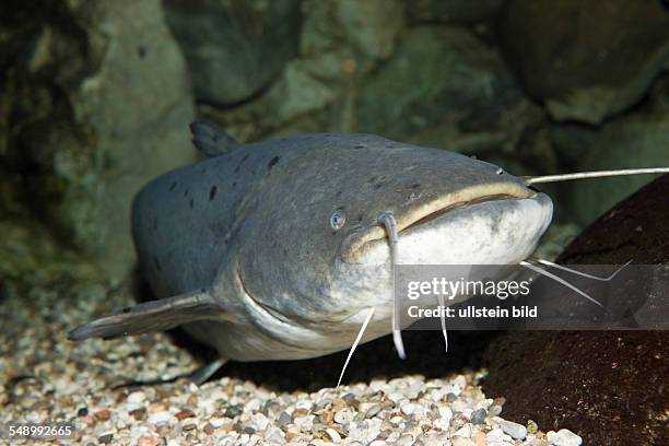 Wels Catfish, Siluris glanis, Caspian Sea, Russia