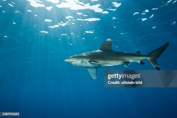 Oceanic Whitetip Shark, Carcharhinus longimanus, Daedalus Reef, Red Sea, Egypt