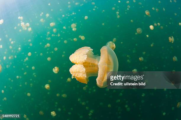 Jellyfishes in Marine Lake, Mastigias papua etpisonii, Jellyfish Lake, Micronesia, Palau