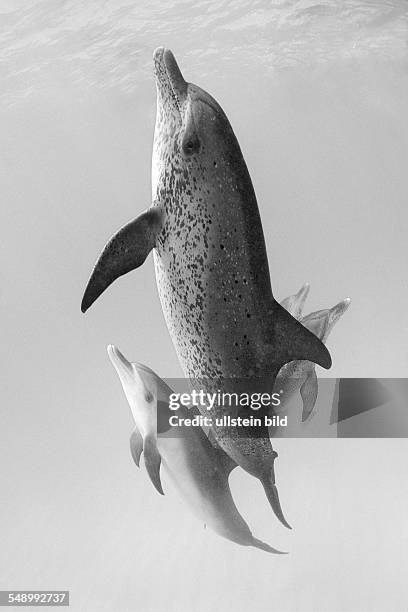 Atlantic spotted dolphin, mother and calf, Stenella frontalis, Bahamas, Atlantic Ocean