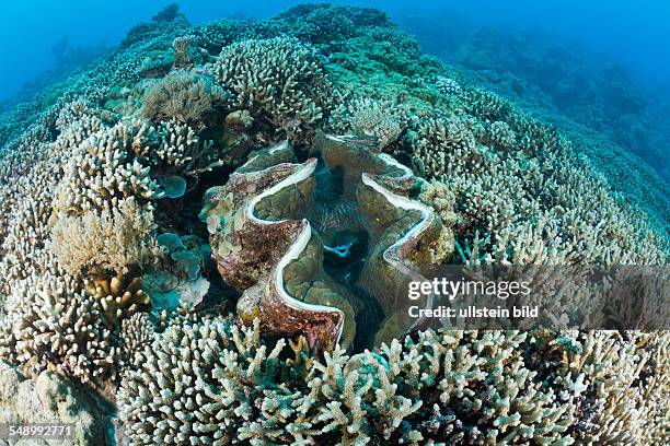 Giant Clam between Branching Corals, Tridacna Squamosa, Micronesia, Palau