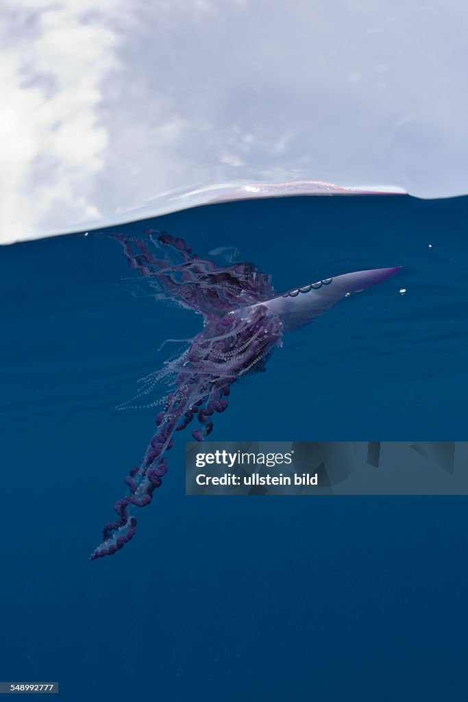 Portuguese Man of War, Physalia physalis, Azores, Atlantic Ocean, Portugal