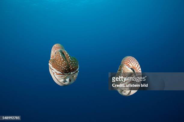 Pair Chambered Nautilus, Nautilus belauensis, Micronesia, Palau