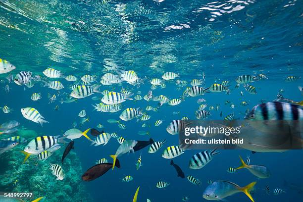 Colorfully schooling Fishes, Micronesia, Palau