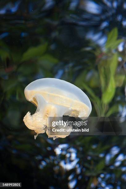 Jellyfish in Marine Lake, Mastigias papua etpisonii, Jellyfish Lake, Micronesia, Palau