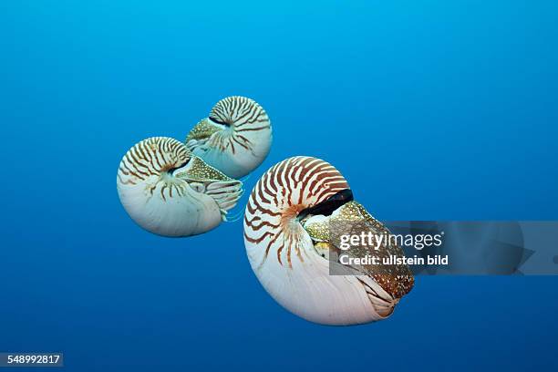 Group of Chambered Nautilus, Nautilus belauensis, Micronesia, Palau