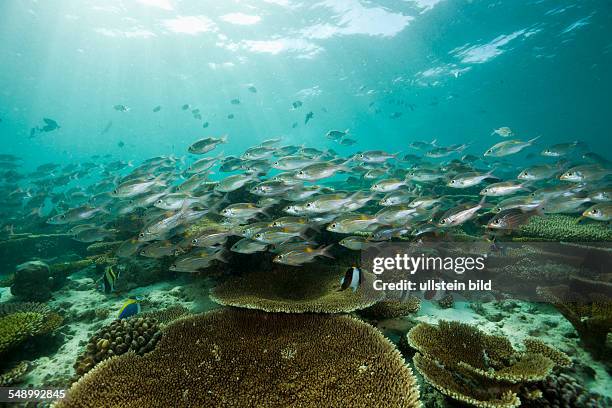 Glowspot Emperor over Table Corals, Gnathodentex aurolineatus, Ellaidhoo House Reef, North Ari Atoll, Maldives