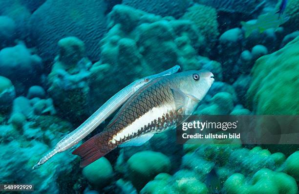 Trumpetfish, Queen Parrotfish, Aulostomus maculatus, Scarus vetula, Netherlands Antilles, Bonaire, Caribbean Sea