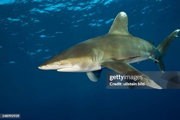 Oceanic Whitetip Shark, Carcharhinus longimanus, Brother Islands, Red Sea, Egypt