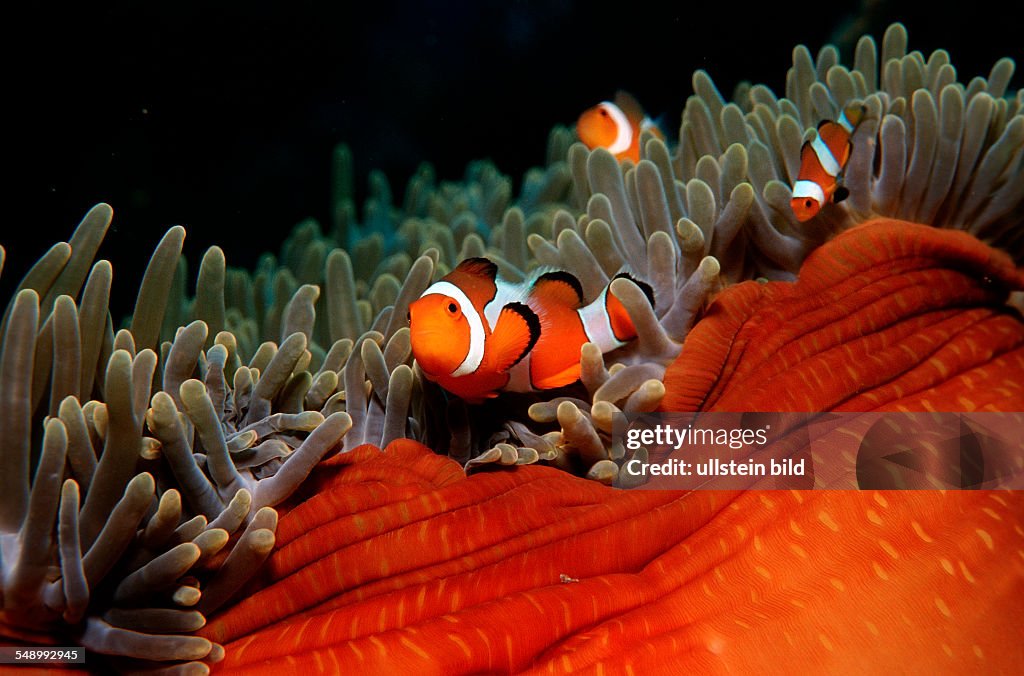 Two Clown anemonefishes, Amphiprion ocellaris, Bali, Indian Ocean, Indonesia