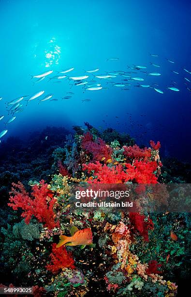 John Riffe Gradient 17 John Riffe Photos & High Res Pictures - Getty Images