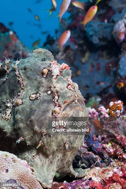 Green Giant Frogfish, Antennarius commersonii, North Ari Atoll, Maldives