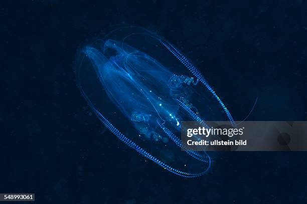 Comb Jellyfish, Tentaculata, Marsa Alam, Red Sea, Egypt