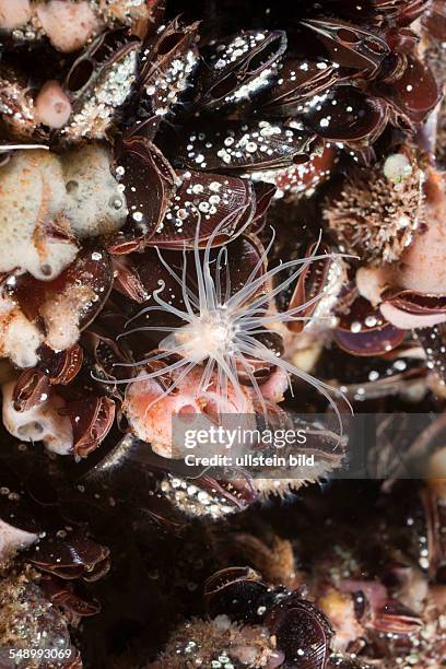 Anemone sit on Clams, Entacmaea medusivora, Jellyfish Lake, Micronesia, Palau