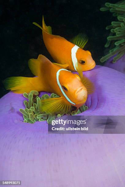 Maldive Anemonefish in Magnificent Anemone, Amphiprion nigripes, Heteractis magnifica, Kandooma Caves, South Male Atoll, Maldives